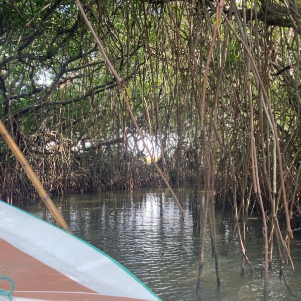 Mangrove Kalpitiya Sri Lanka boat tour