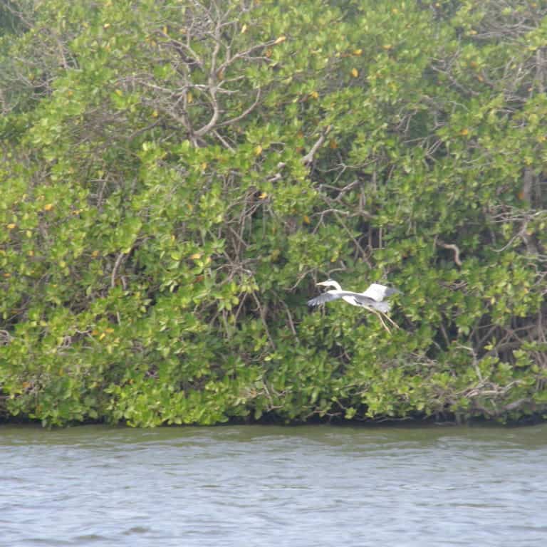 Mangrove Kalpitiya