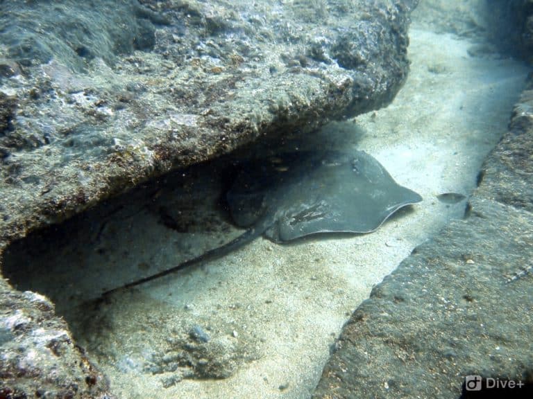 Scuba diving trip, Kalpitiya