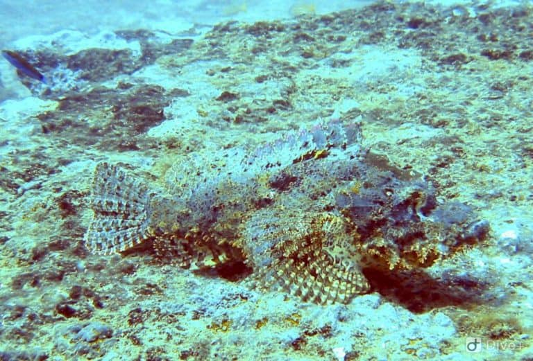 Scuba driving tour, Kalpitiya