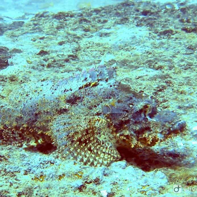 Scuba driving tour, Kalpitiya