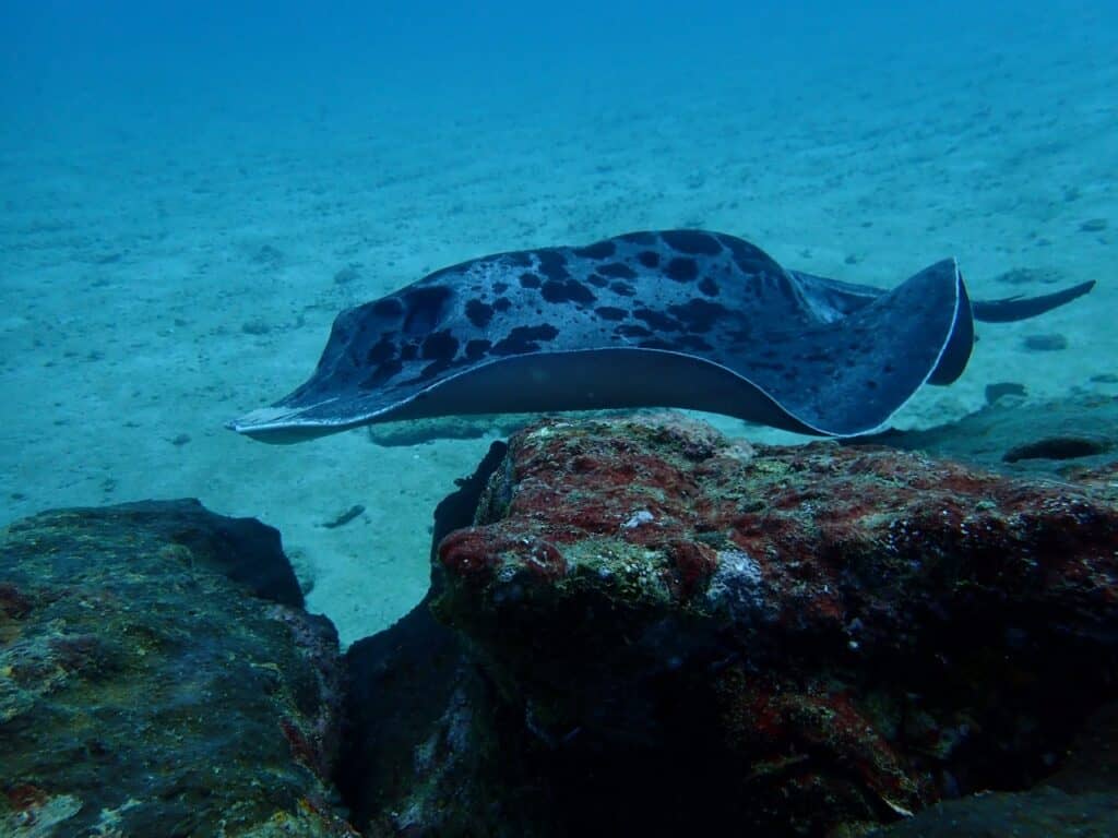scuba diving Kalpitiya
