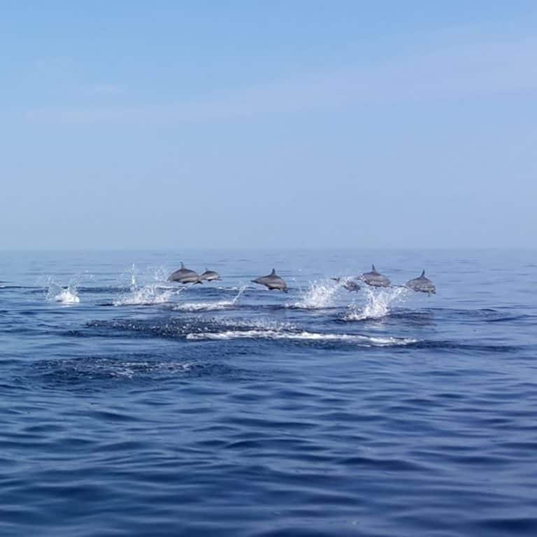 Kalpitiya Dolphin watching boat tour