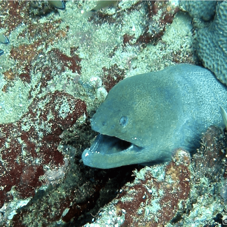 Scuba diving boat tour