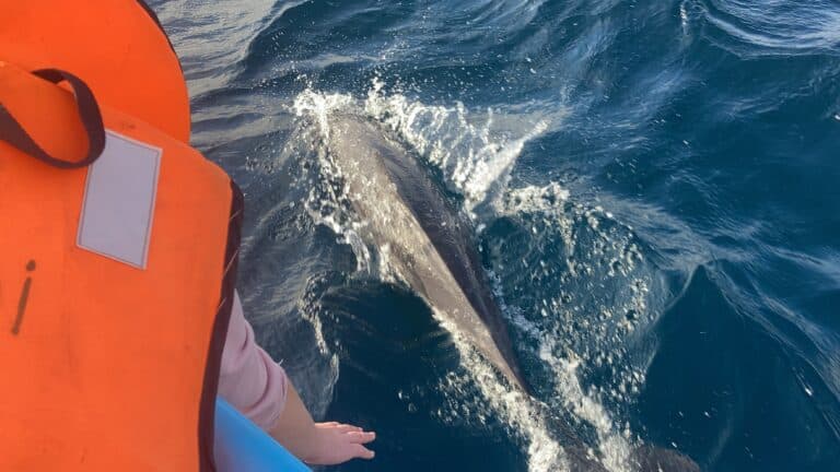 Kalpitiya dolphin watching