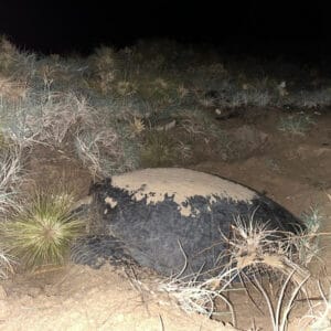 Turtle laying eggs