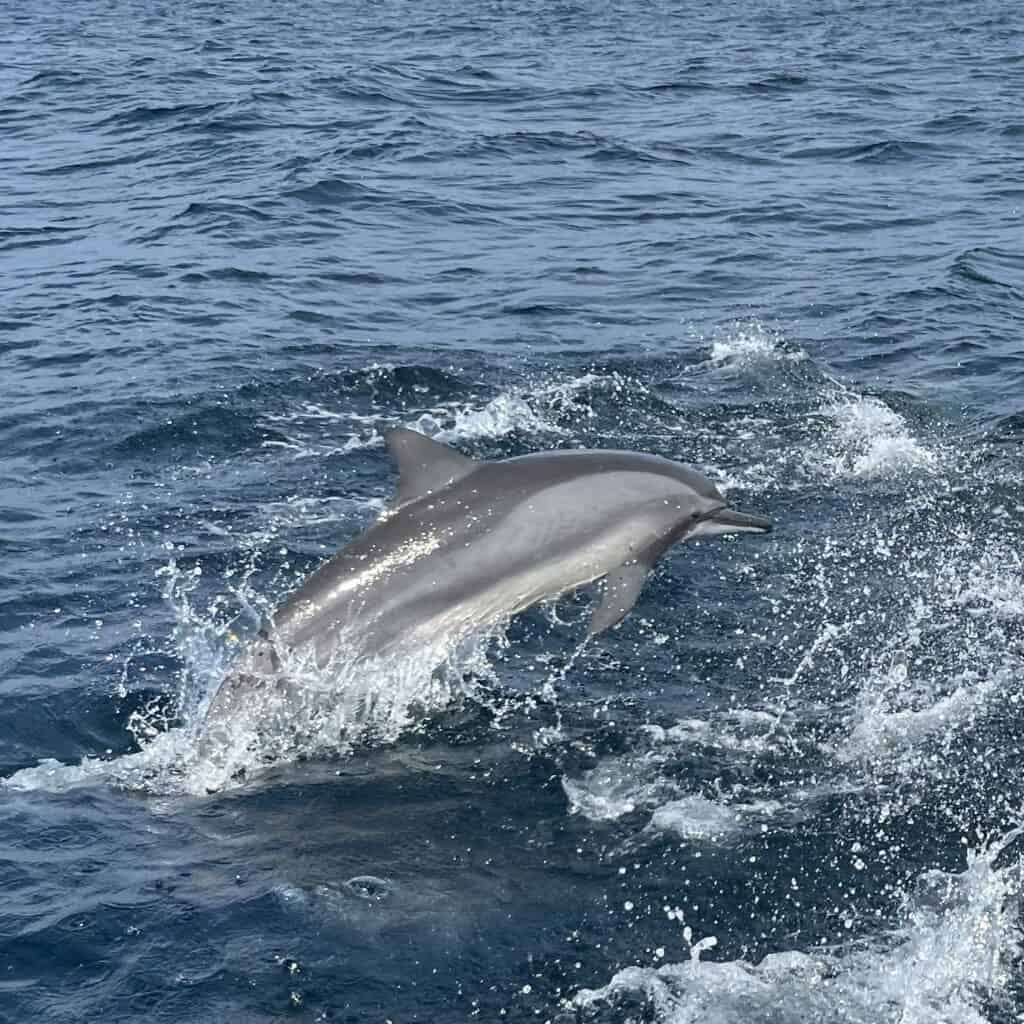 Dolphins Kalpitiya